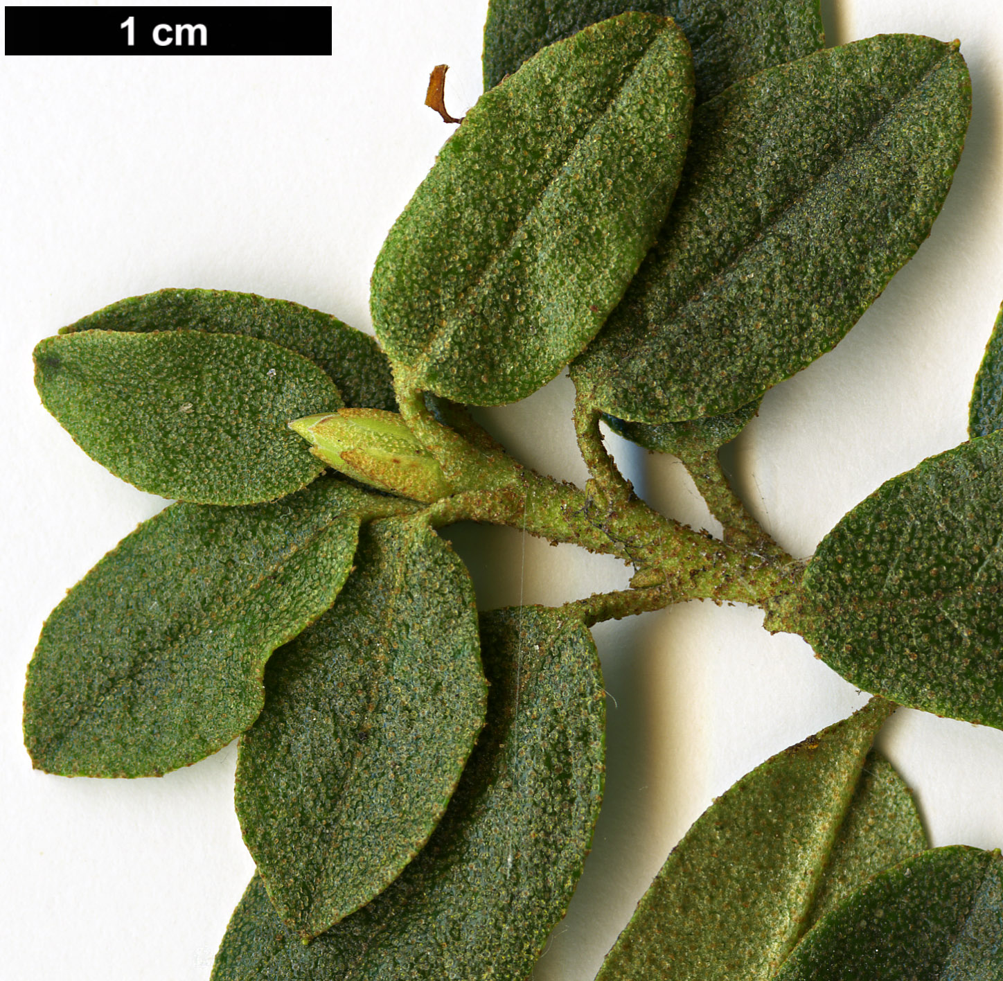 High resolution image: Family: Ericaceae - Genus: Rhododendron - Taxon: laudandum - SpeciesSub: var. temoense